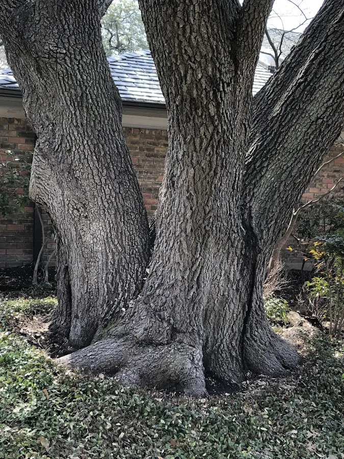 Mature heritage tree close to a Levant property cared for by certified arborists